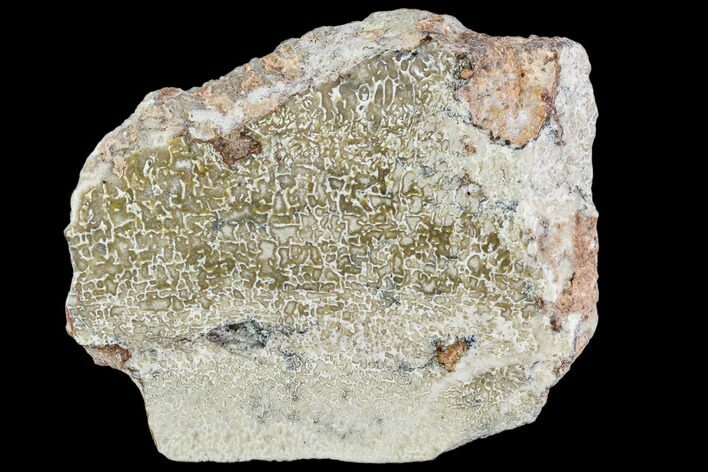 Polished Dinosaur Bone (Gembone) Section - Morocco #107155